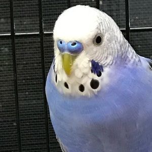 Meet your Posher, Debra